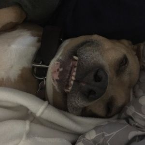 Meet your Posher, Ronnie